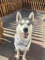Lost Male Dog last seen spring valley, Spring Valley, CA 91941