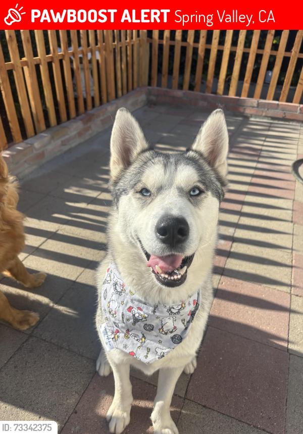 Lost Male Dog last seen spring valley, Spring Valley, CA 91941
