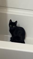 Lost Female Cat last seen Menards, Fridley, MN 55421