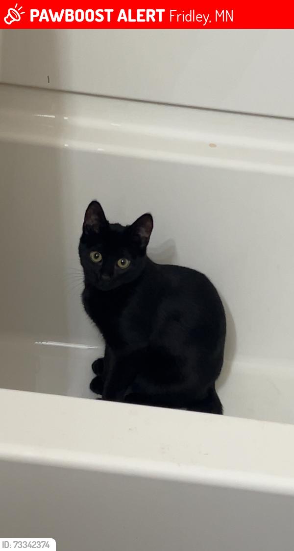 Lost Female Cat last seen Menards, Fridley, MN 55421