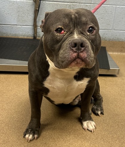 Shelter Stray Male Dog last seen Near Creekview TRL Decatur Georgia 30035, 30035, GA, 3280 Chamblee Dunwoody Rd, Chamblee, GA 30341, USA