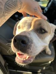 Shelter Stray Unknown Dog last seen Near Sandy cir, South Fulton, GA, 1251 Fulton Industrial Blvd NW, Atlanta, GA 30336, USA