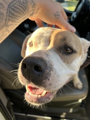 Shelter Stray Unknown Dog last seen Near Sandy cir, South Fulton, GA, 1251 Fulton Industrial Blvd NW, Atlanta, GA 30336, USA