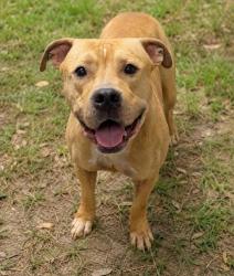 Shelter Stray Male Dog last seen S Stonebrook Drive, Homosassa, FL, 4030 S Airport Rd, Inverness, FL 34450, USA