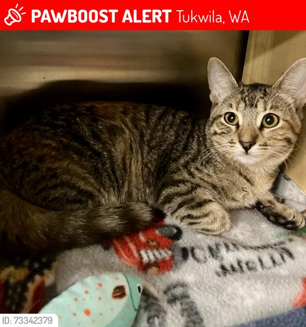 Lost Female Cat last seen Petsmart Tukwila and Homegoods, Tukwila, WA 98188