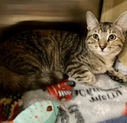 Lost Female Cat last seen Petsmart Tukwila and Homegoods, Tukwila, WA 98188