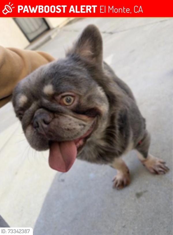 Lost Male Dog last seen Maxson, El Monte, CA 91732