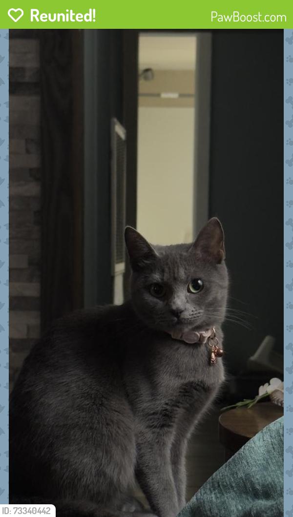 Reunited Female Cat last seen Near Ruth St, Cary, NC 27511