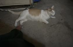 Found/Stray Unknown Cat last seen Near Groves Deli in South Salt Lake, seen off West Temple, Salt Lake City, UT 84115