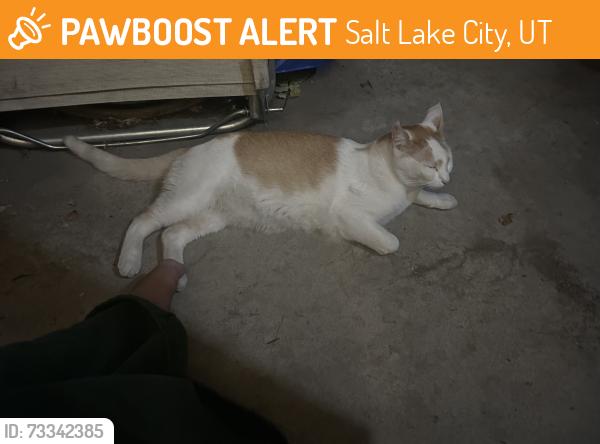Found/Stray Unknown Cat last seen Near Groves Deli in South Salt Lake, seen off West Temple, Salt Lake City, UT 84115