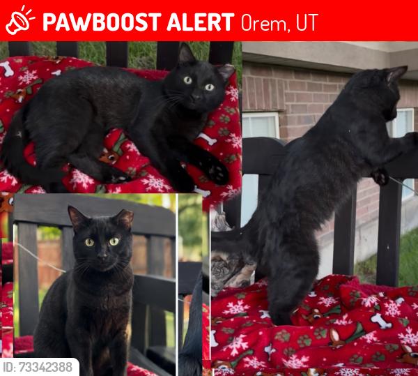 Lost Male Cat last seen University Towers Orem, Orem, UT 84058