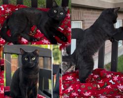 Lost Male Cat last seen University Towers Orem, Orem, UT 84058