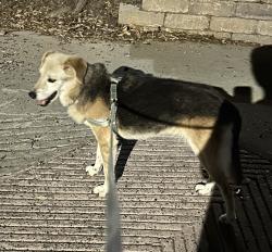 Lost Female Dog last seen Green Ranch, Aransas Pass Dr, Laredo, TX 78045