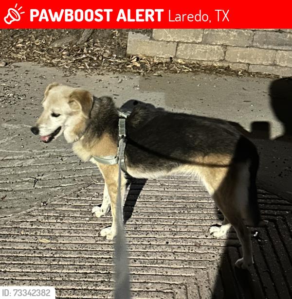 Lost Female Dog last seen Green Ranch, Aransas Pass Dr, Laredo, TX 78045
