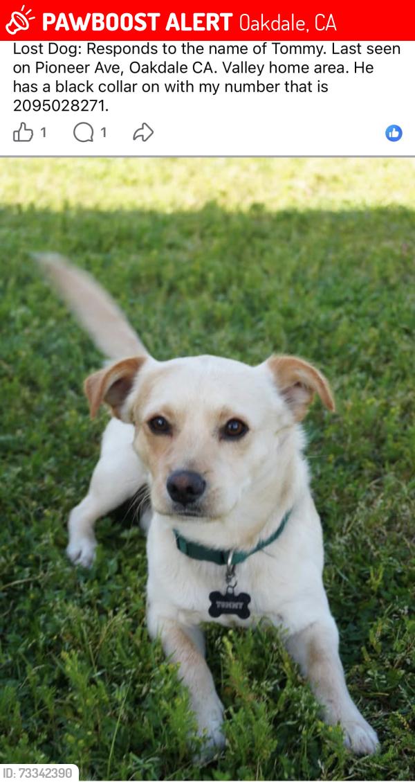 Lost Male Dog last seen Valley home, Oakdale, CA 95361