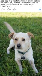 Lost Male Dog last seen Valley home, Oakdale, CA 95361