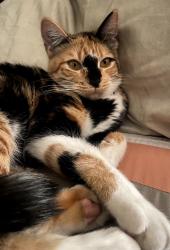 Lost Female Cat last seen Via Apolina, Moreno Valley, CA 92553