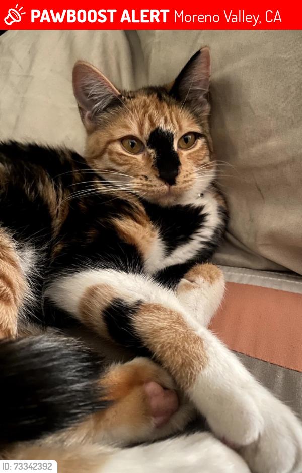 Lost Female Cat last seen Via Apolina, Moreno Valley, CA 92553