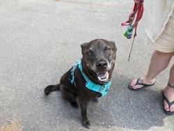 Reunited Male Dog last seen 52nd and 189th pl SW, Lynnwood, WA 98036