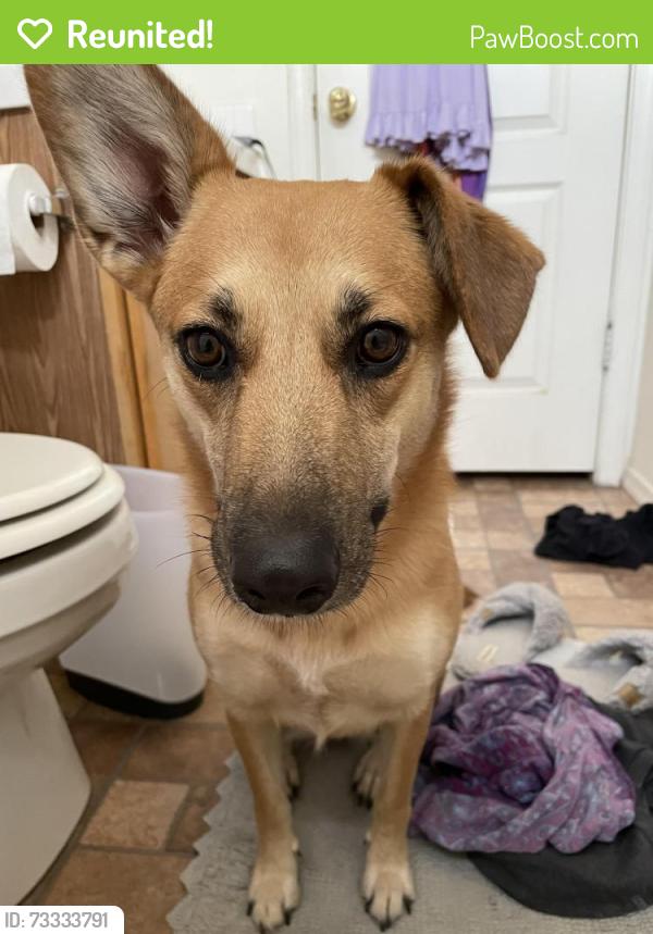 Reunited Female Dog last seen 43rd ave and union hills, Glendale, AZ 85308