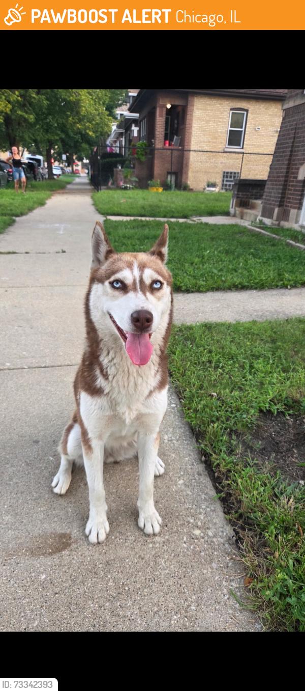 Found/Stray Female Dog last seen Leclaire & North ave, Chicago, IL 60639