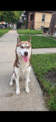 Found/Stray Female Dog last seen Leclaire & North ave, Chicago, IL 60639