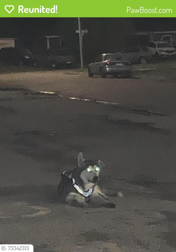 Reunited Unknown Dog last seen Next to neighbor hood scoop, Harris County, TX 77504