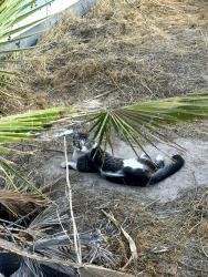 Found/Stray Unknown Cat last seen Alta and Antelope Way, Las Vegas, NV 89145
