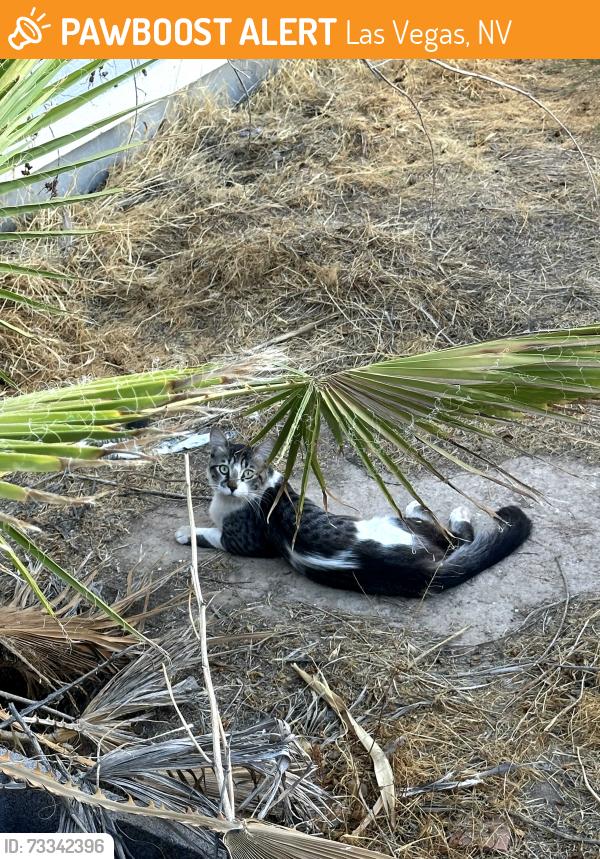 Found/Stray Unknown Cat last seen Alta and Antelope Way, Las Vegas, NV 89145