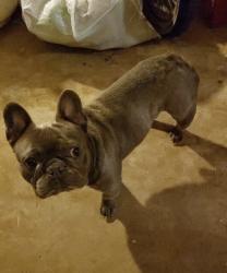 Reunited Male Dog last seen Near Hughes St, San Diego, CA 92115, USA, San Diego, CA 92115