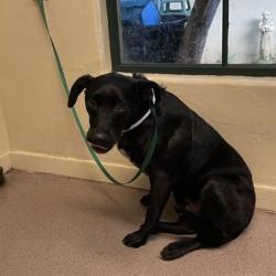 Shelter Stray Male Dog last seen , 361 S Raymond Ave, Pasadena, CA 91105, USA