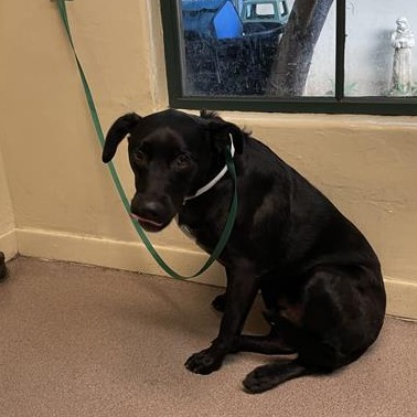 Shelter Stray Male Dog last seen , 361 S Raymond Ave, Pasadena, CA 91105, USA