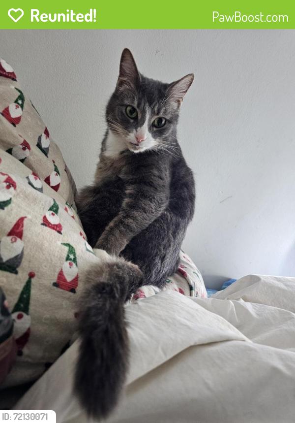 Reunited Female Cat last seen Near wilkins rd forest hills, Pittsburgh, PA 15221