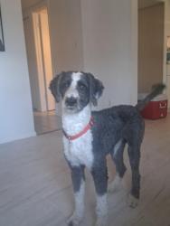 Reunited Male Dog last seen 19th ave and behrend, Phoenix, AZ 85027