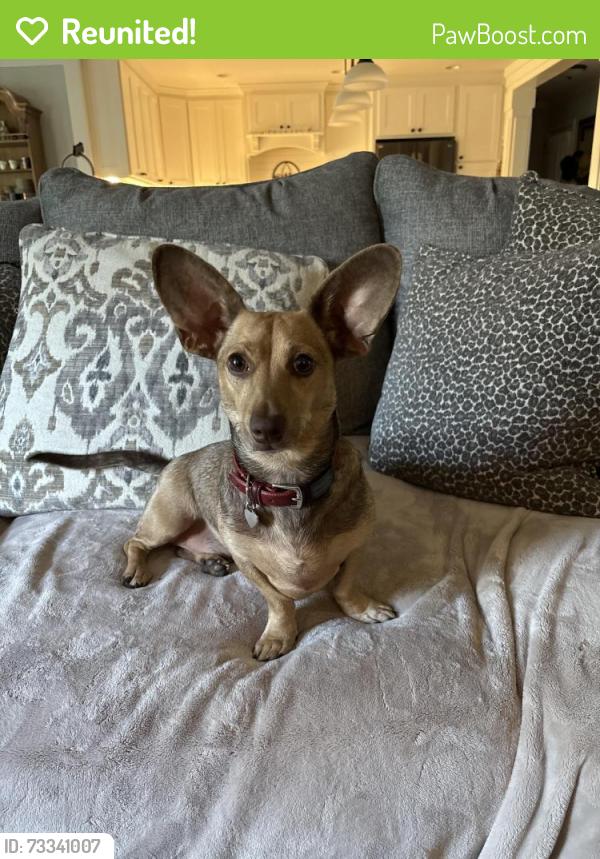 Reunited Male Dog last seen Scufflegrit and Sandy plains, Marietta, GA 30066