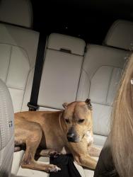 Reunited Male Dog last seen Hill and Byrne, ran out of the mobile home court, Toledo, OH 43607