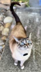 Lost Female Cat last seen Canyon Lakes Dr, San Ramon, CA 94582