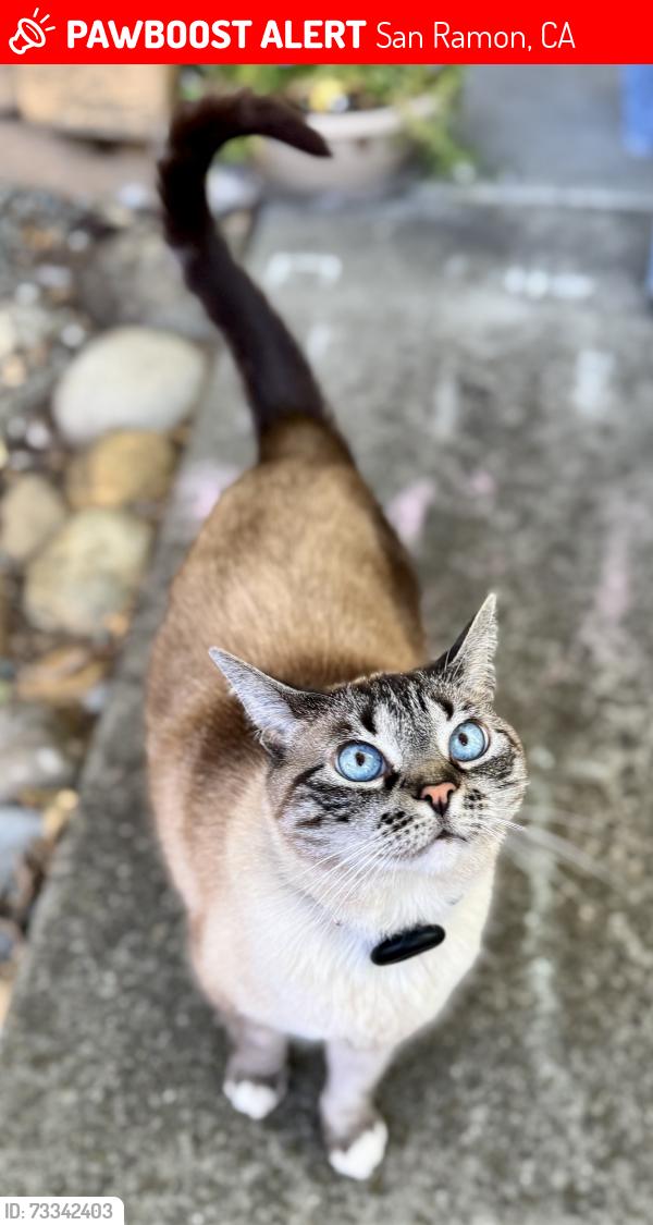 Lost Female Cat last seen Canyon Lakes Dr, San Ramon, CA 94582