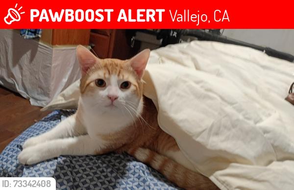 Lost Male Cat last seen Pacifica pizza., Vallejo, CA 94591