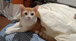 Lost Male Cat last seen Pacifica pizza., Vallejo, CA 94591