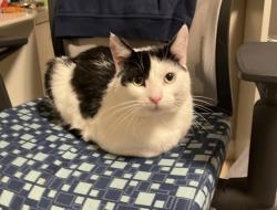Lost Female Cat last seen Inside backyard Moraga/44th/45th, San Francisco, CA 94122