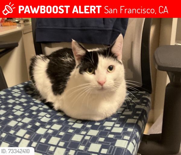 Lost Female Cat last seen Inside backyard Moraga/44th/45th, San Francisco, CA 94122