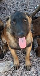Reunited Male Dog last seen E main St, Mesa, AZ 85204