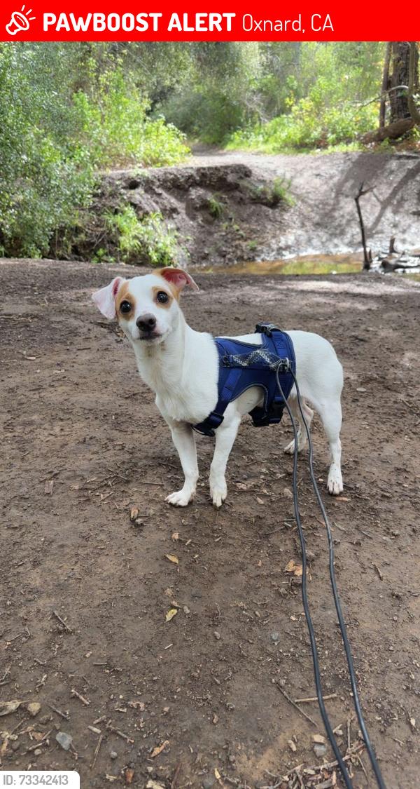 Lost Male Dog last seen Vineyard park, Oxnard, CA 93036