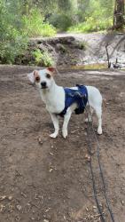 Lost Male Dog last seen Vineyard park, Oxnard, CA 93036