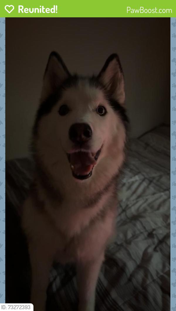 Reunited Female Dog last seen West Prosser and Greely Hwy, Cheyenne, WY 82007