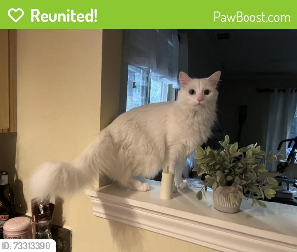 Reunited Male Cat last seen Blackwood Drive, El Camino Corto, San Miguel Drive, Walnut Creek, CA 94596