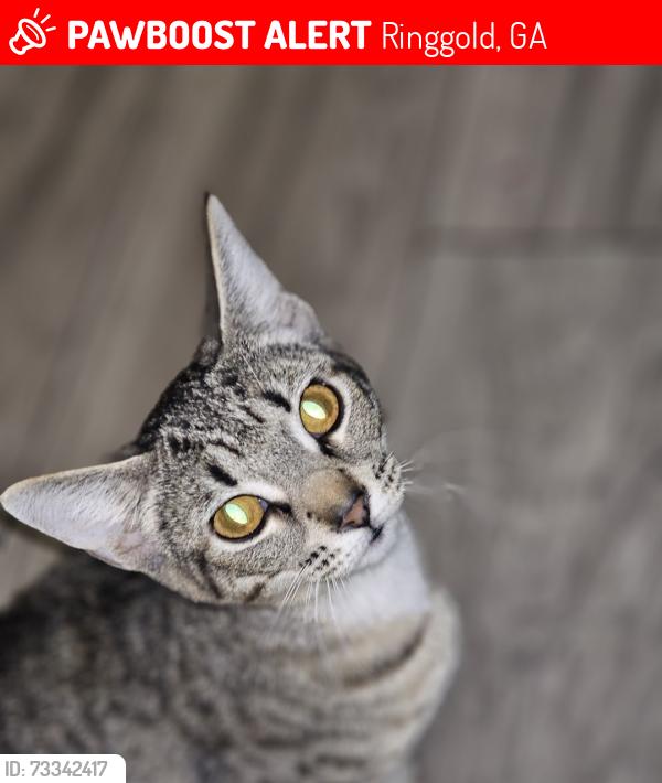 Lost Female Cat last seen Ringgold ga, Ringgold, GA 30736