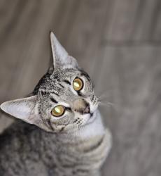 Lost Female Cat last seen Ringgold ga, Ringgold, GA 30736