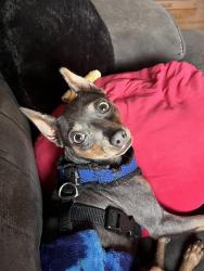 Reunited Female Dog last seen Dunbar Cave Road and Trenton Road, Clarksville, TN 37040